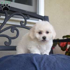 Fluffy (Tiny), Bichon Frise Puppy